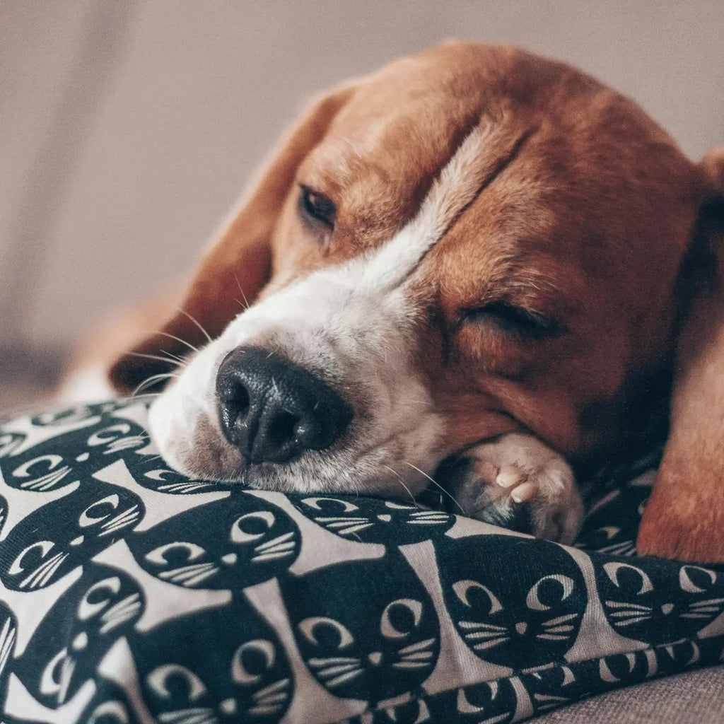 Les chiens peuvent-ils rêver ?