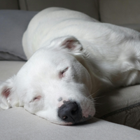 Un grand chien blanc dort paisiblement, allongé sur un canapé.